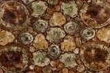 Polished Triassic Petrified Wood Coffee Table #303666-1